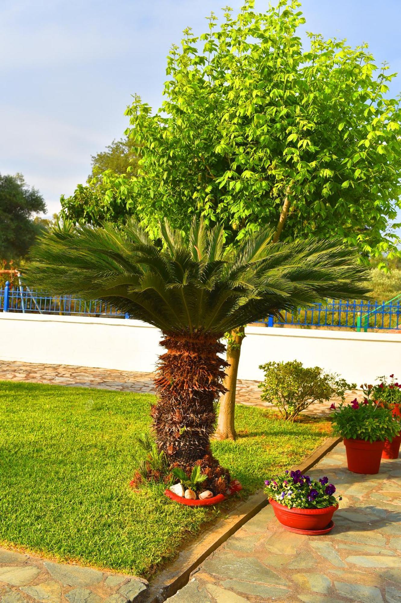 Villa Elpida 卡纳里奥 外观 照片